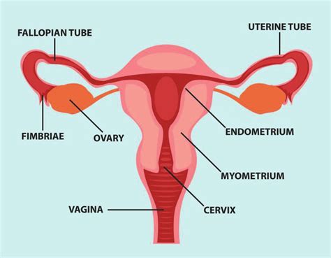 the female reproductive system download scientific