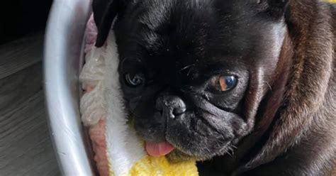 Owners Horror As Man Hits Pet Pug In Attempted Dog Snatch In Orchard