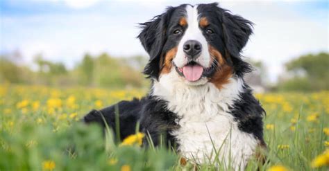 Bernese Mountain Dog Breed Complete Guide A Z Animals