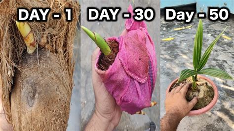 Plants will run to seed more. How To Grow Coconut Tree At Home I Best and Easy method ...