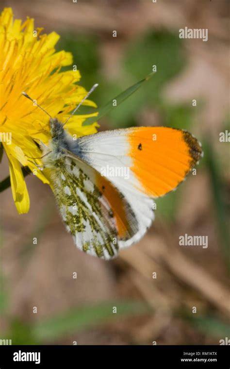 Male Orangetip Butterfly Anthocharis Cardamines On Dandelion Male