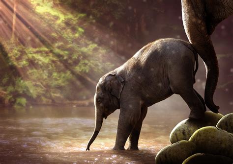Baby Elephant Drinking Wallpapers Wallpaper Cave