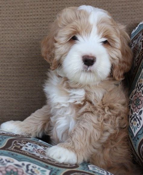 Your multi generational australian labradoodles, from registered pedegree and health tested dogs, #atlanta #puppies #labradoodlesofinstagram #labradoodles #labradoodle #australianlabradoodle. Australian Labradoodle Puppy. They're like little teddy ...