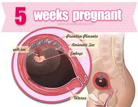 5 Weeks 6 Days Pregnant Symptoms Come And Go Pregnancy Sympthom