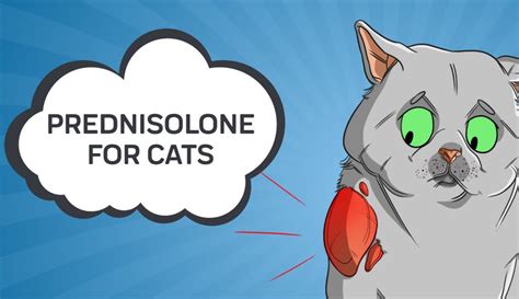 Prednisolone For Cats Innovet Pet