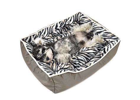 Best Dog Beds How To Choose The Comfiest Bed For Your Pup
