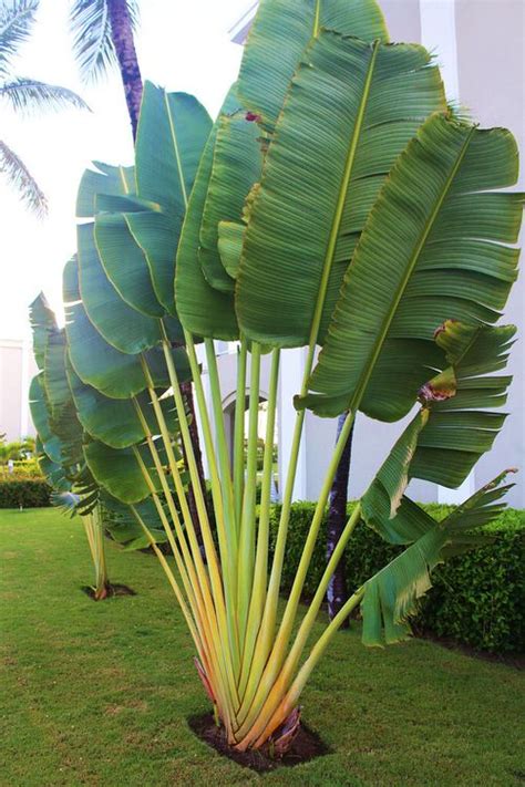 Palm plants bring a tropical touch, feeling of peace, and tranquility to any space. 80 Popular Types of Palm Plants | Balcony Garden Web
