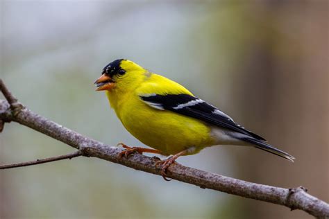 American Goldfinch Overview And Identification