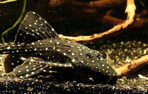 Acanthicus Adonis Polka Dot Lyre Tail Pleco — Seriously Fish