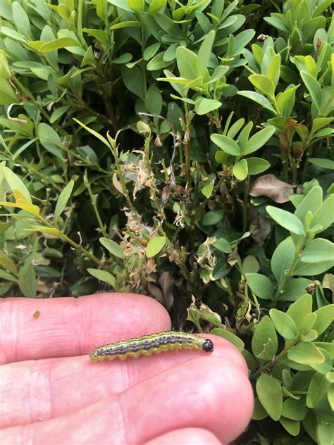 Five Ways To Beat The Box Tree Caterpillar Topiary Specialist
