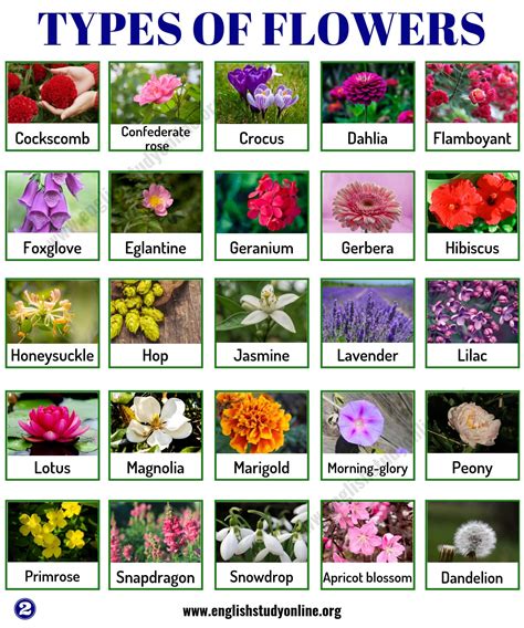 Types Of Flowers List Of 50 Popular Flowers Names With Their Meaning English Study Online