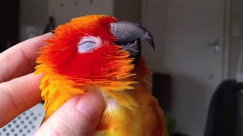 A Funny And Cute Parrots Compilation Cutest Parrot Videos Ever Youtube