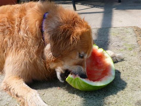 Apply with a i would keep your dog off the lawn for a few days after applying weed stop. Can Dogs Eat Watermelon — Doggy Talent - Everything about ...