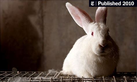 Hip Hop Cuisine Rabbit For Dinner The New York Times