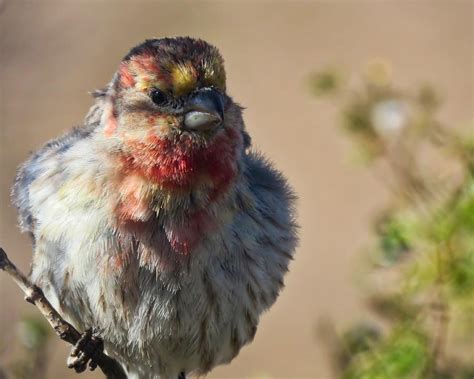 Rare Multicolored Male House Finch Photograph By Judy Kennedy Pixels