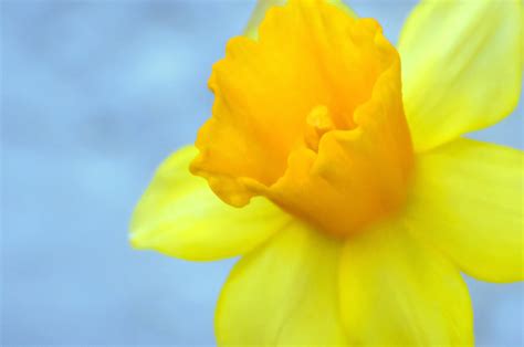 Yellow Flower Easter Free Stock Photo Public Domain Pictures