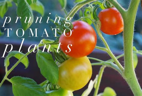 Pruning Tomato Plants Gardening Channel