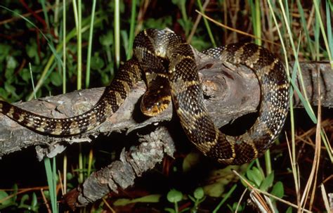 Banded Water Snake