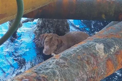 Dog Found Swimming 130 Miles From Shore Rescued