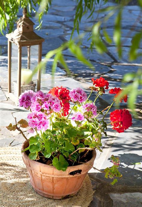 Si es así, seguro que te encantará las de la justicia carnea, una planta ideal para tener en maceta. Planta Liliácea, De Flores Grandes Y Hermosas / Los ...