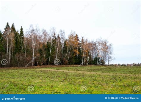 Late Autumn In Pine Forest Landscape Stock Image Image Of Season