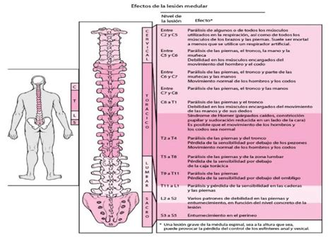 Lesiones en la Médula Espinal Sara Padilla uDocz