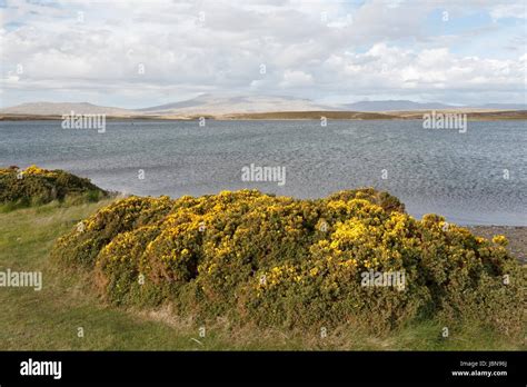 Darwin Bay Falkland Hi Res Stock Photography And Images Alamy