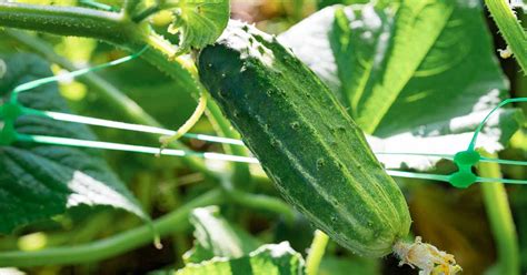 21 Of The Finest Pickling Cucumbers Batang Tabon
