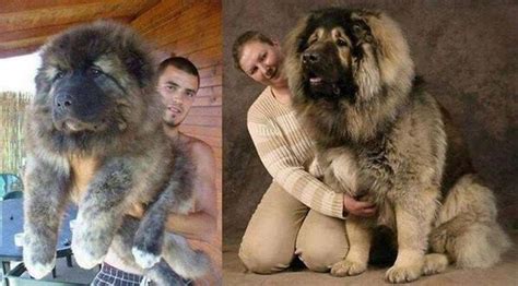 Biggest Puppy Biggest Dog