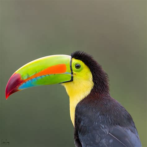 Keel Billed Toucan Fotos Fotografia Costa Rica