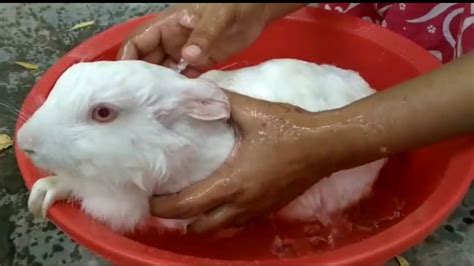 Rabbit Taking Bathbunny Taking Bath Youtube