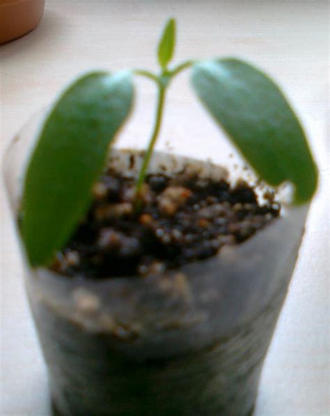 tturt / Bahçe - Page 38 - agaclar.net