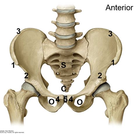 The anterior superior iliac spine (abbreviated: Thigh at Baylor College of Medicine - StudyBlue