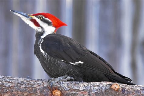Woodpeckers In Ohio Here Are 7 Species To Look For