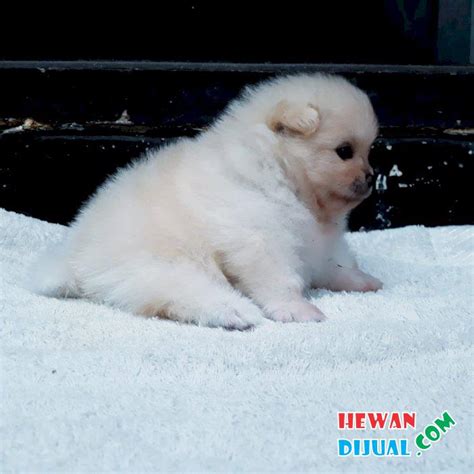 [Dijual] Anak Anjing / Puppy Mini Pom / Pomeranian Jantan Warna Unik | HewanDijual.com
