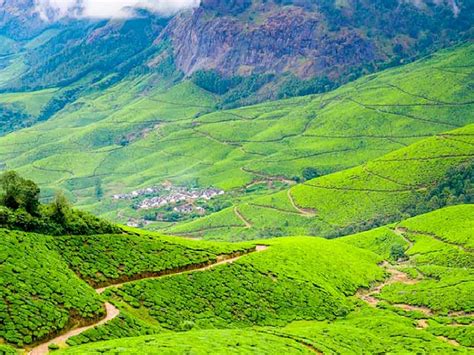 5 Stunning Tea Estates in Munnar | Trawell Blog