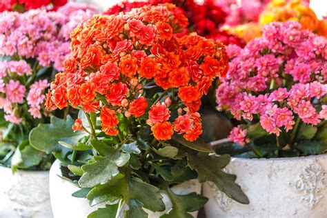 How To Grow And Care For Kalanchoe Gardeners Path