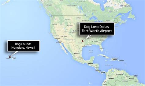 But how far is the lava flow from kona? Corgi being flown from Seattle to Mississippi ends up ...