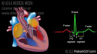 Cardiac Conduction System And Understanding Ecg Animation On Make A Gif