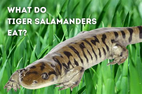 What Do Tiger Salamanders Eat Pets From Afar
