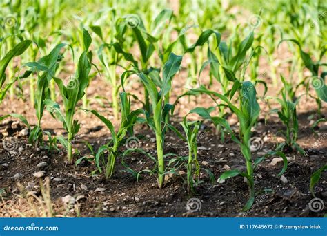 Rows Of Young Corn Growing On A Field Stock Photo Image Of Nature