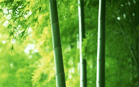 1249584 Hd Green Bamboo Trees 2 Rare Gallery Hd Wallpapers