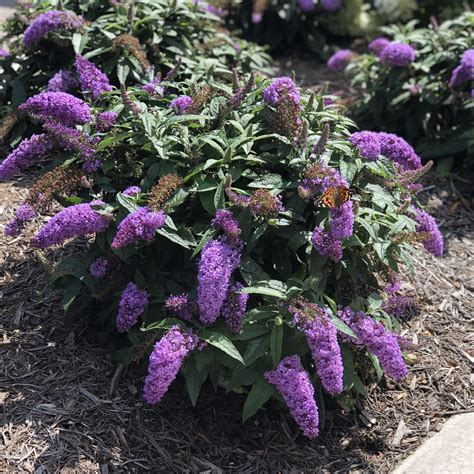 Dwarf Butterfly Bush Pugster Amethyst This Long Continuous Dwarf