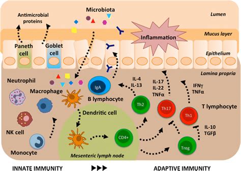Overview Of The Intestinal Immune System Innate Immunity Intestinal
