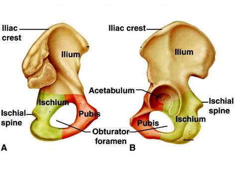 Its lower boundary is the pelvic floor. PELVIC GIRDLE - Anatomy & Physiology 2401 with Cates at ...