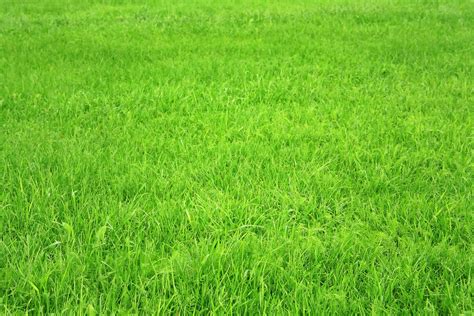 Find the perfect grass texture stock photos and editorial news pictures from getty images. textured grass wallpaper 2017 - Grasscloth Wallpaper