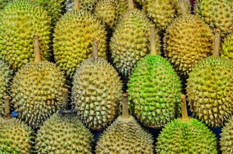 Bolehkah makan nanas saat sedang. Bolehkah Ibu Hamil Makan Durian? Ini Jawaban Ahli ...