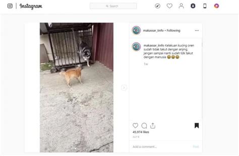 Makin Liar, Kucing Oren Bikin Anjing Husky Ketakutan - HiTekno.com
