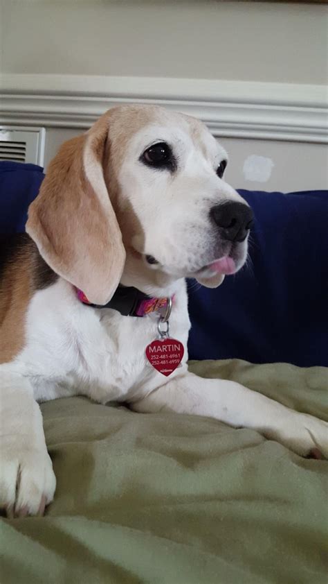 16 Years Old And Still Beautiful Harriett Beagle Dog