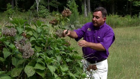 Twitter ► aafafaberrazak facebook ► web. You can grow hydrangeas from cuttings - YouTube